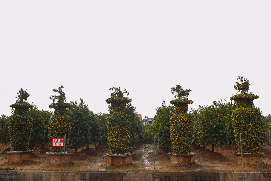 Độc đáo quýt lục bình khổng lồ phục vụ thị trường Tết ảnh 8