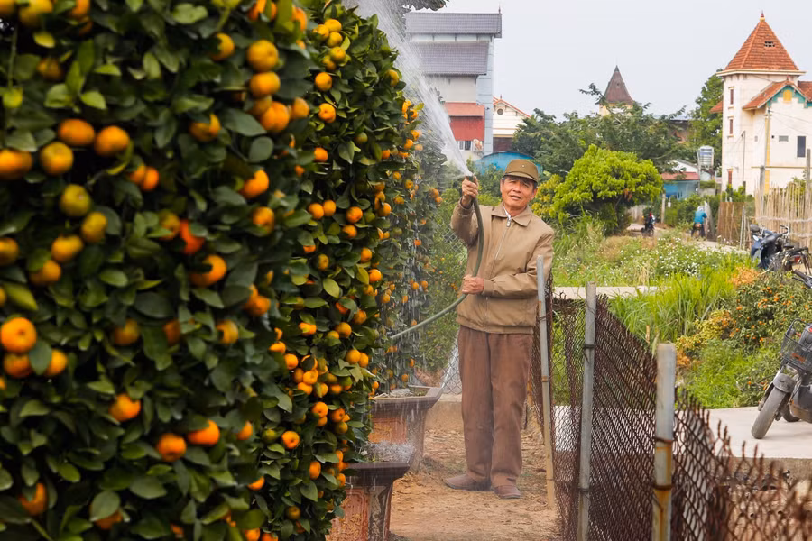 Những cây quýt có tuổi đời từ 3 năm trở lên được ông mua và chuyển về từ nhiều vùng.