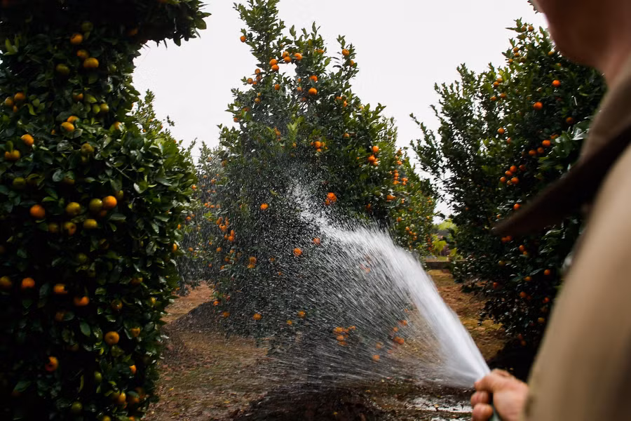 Khi cây còn nhỏ đã được cắt tỉa và định hình cành tỏa đều, phù hợp để gò dáng lộc bình.