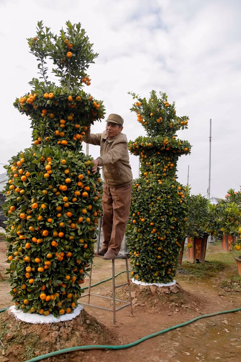 Mỗi cây có chiều cao khoảng 3m, đường kính khoảng 1,2m, hình dáng giống chiếc lục bình và có phần lộc trên cành nên cây quýt ở đây còn có tên gọi là quýt lộc bình.