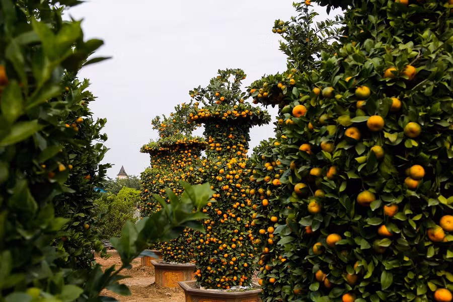 Theo kinh nghiệm những người trồng quýt ở đây, loại cây này chỉ ra hoa một lần trong năm do đó, việc giữ độ ẩm cho cây được người trồng đặc biệt quan tâm để tránh bị trượt vụ quả.