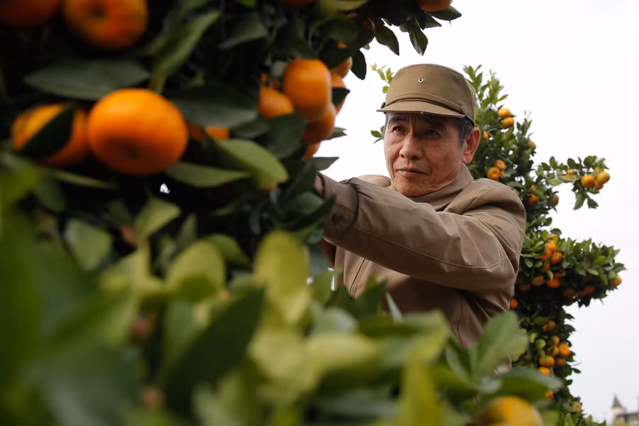 Độc đáo quýt lục bình khổng lồ phục vụ thị trường Tết ảnh 6