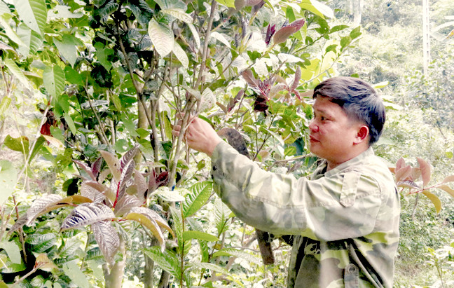 Chăm sóc trà hoa vàng, hứa hẹn mang lại thu nhập cao cho người dân xã Thanh Sơn. Chăm sóc trà hoa vàng, hứa hẹn mang lại thu nhập cao cho người dân xã Thanh Sơn.