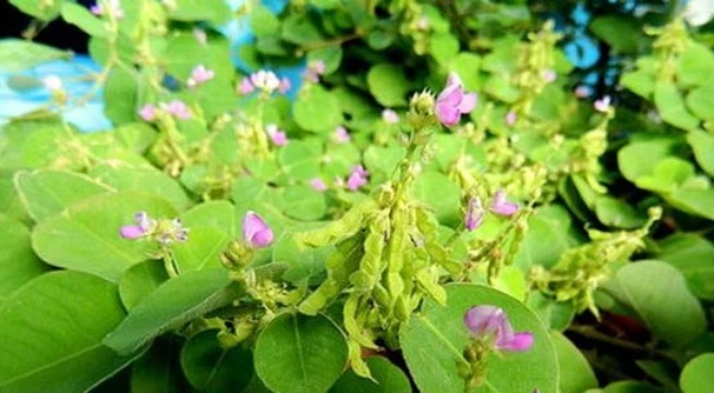 Kim tiền thảo là một trong những vị thuốc chữa sỏi tiết niệu rất hiệu quả.