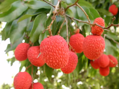 Mất mùa nhưng vải thiều sẽ được giá ảnh 1
