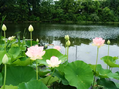 Nghĩ về cơn gió lớn