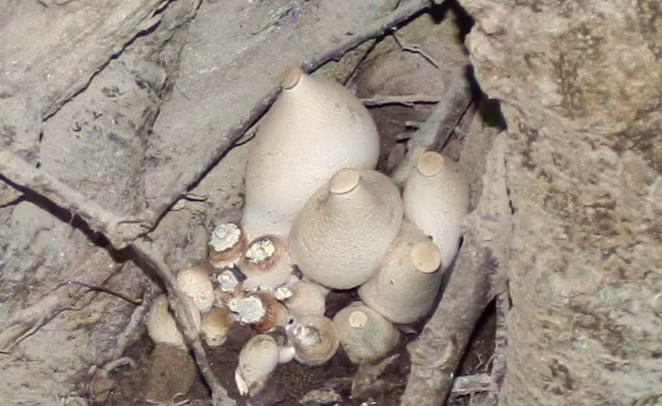 Cây đa sinh "nải chuối" thu hút đông đảo người hiếu kỳ