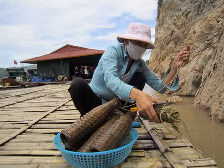 Lòng hồ sông Đà khô "khát" ảnh 3