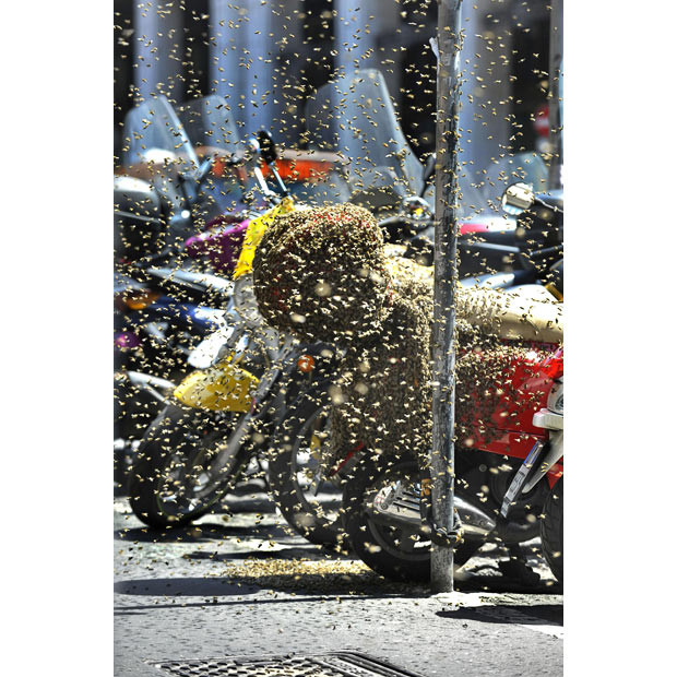 A swarm of bees protect their new home: the back of a Vespa scooter near Milan’s Duomo Square. The queen bee’s choice of home is perhaps not surprising, as ’vespa’ is the Italian word for ’wasp’