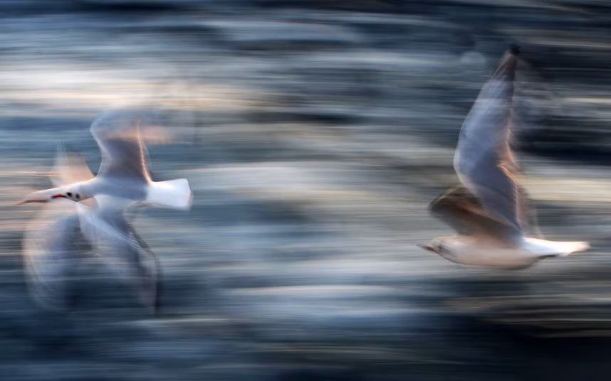 Seagulls fly over the Bosphorus near a ferry passing from the Anatolian to the European side of Istanbul