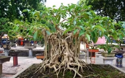 9 nhóm đối tượng phải kê khai tài sản, thu nhập từ 16/12