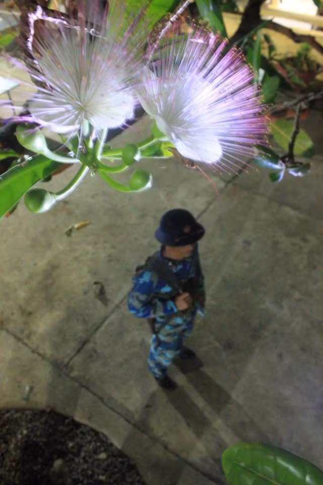 Bàng vuông được bộ đội khéo léo làm thành cây cảnh độc đáo