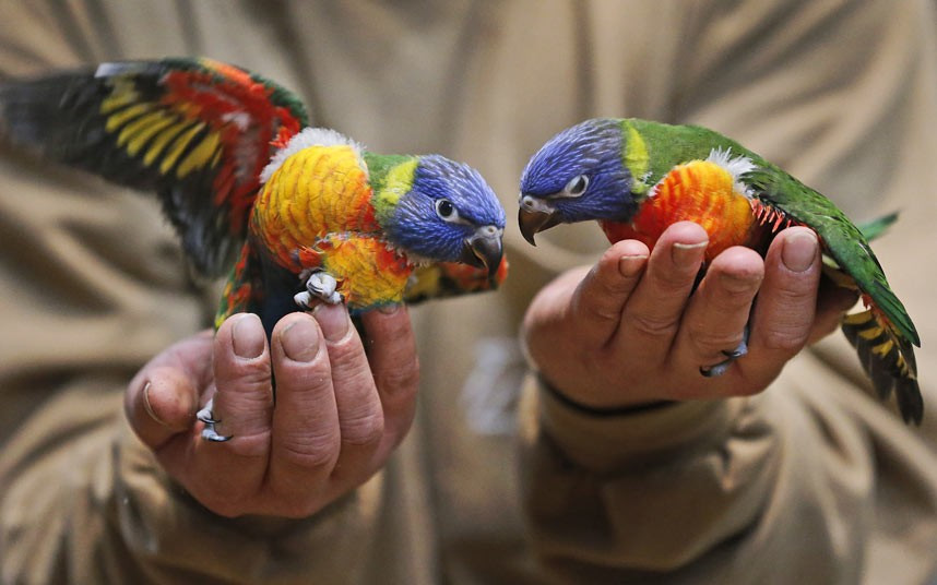 Cặp vẹt cầu vồng 2 tháng tuổi trên tay nhân viên vườn thú ở Đức Zoo keeper Alexander Nolte holds two two months old rainbow parrots or Loris at the zoo in Duisburg, Germany