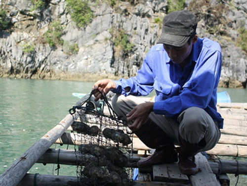 Lồng ngọc trai bị trôi đi hết, số còn lại thu vớt được cũng bị há miệng