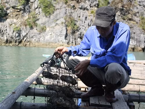 Lồng ngọc trai bị trôi đi hết, số còn lại thu vớt được cũng bị há miệng