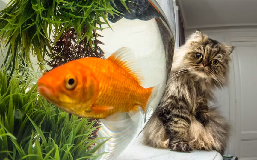 Tròn mắt ngắm cá thòi lòi ở Thái Lan