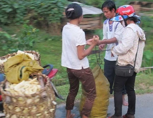 Mưu sinh nhờ măng rừng