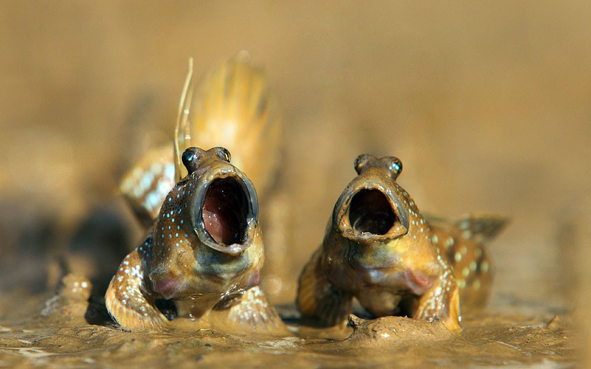 Những con cá thòi lòi (mudskipper) tại Krabi, Thái Lan. Đây là loài cá có thể vừa sống dưới nước, vừa sống trên cạn. Mudskippers n the mud at Krabi in Thailand. Mudskippers are completely amphibious fish, with the ability to use their pectoral fins to walk on land. Being amphibious, they are uniquely adapted to intertidal habitats, unlike most fish in such habitats which survive the retreat of the tide by hiding under wet seaweed or in tidal pools. Mudskippers are quite active when out of water, feeding and interacting with one another, for example to defend their territories.