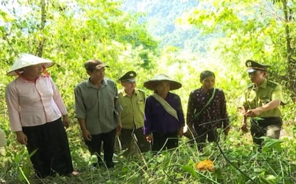 Tăng cường công tác quản lý, bảo vệ rừng