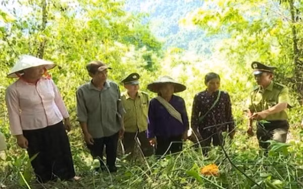 Tăng cường công tác quản lý, bảo vệ rừng
