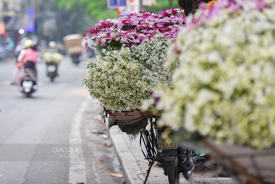Tháng 11 "hẹn hò" với mùa hoa cúc họa mi Hà Nội ảnh 9
