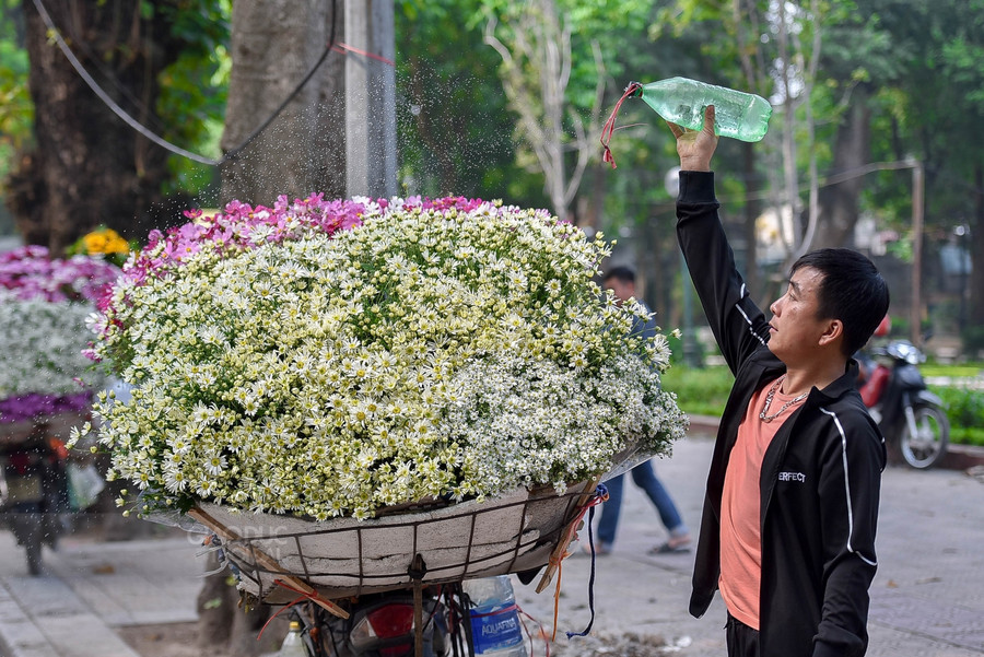 Tháng 11 "hẹn hò" với mùa hoa cúc họa mi Hà Nội ảnh 8