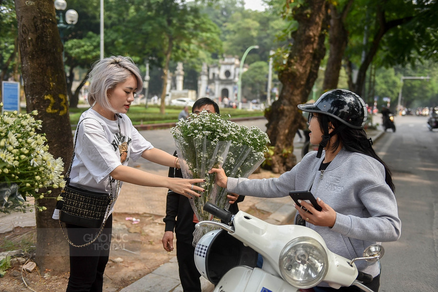 Cúc họa mi bắt đầu tràn trên phố, dịu dàng đến, dịu dàng đi như chút nắng ấm cuối cùng trong năm.