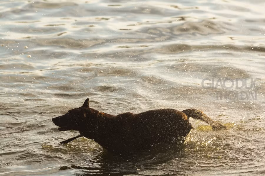 Hà Nội: Nắng nóng, Hồ Tây thành bể bơi công cộng ảnh 11