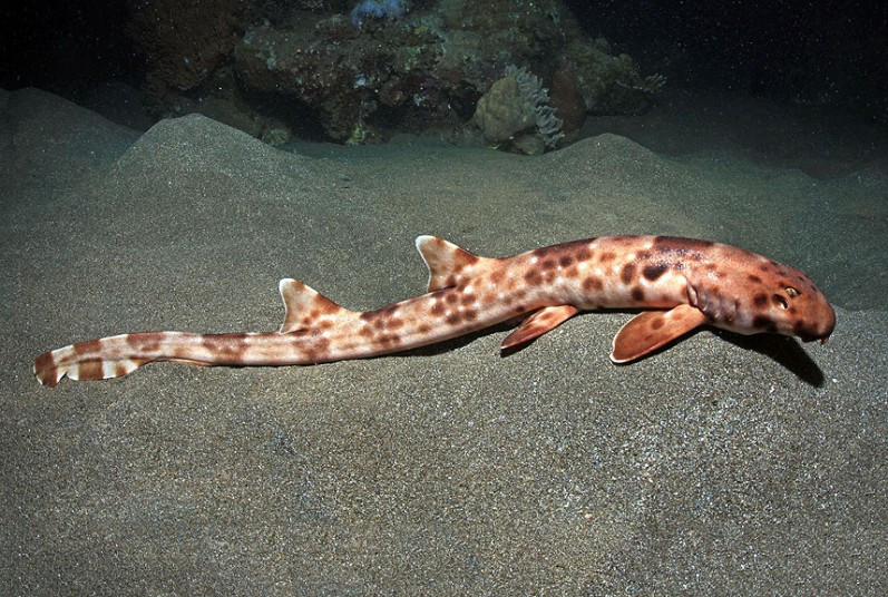 A new species of shark that WALKS beneath the waves has been photographed for the first time. The shark can be seen using its front four fins to walk along the sea floor off the islands of Indonesia . Filmed at the Weda Resort, on one of the Maluku Islands, the shark crawls along the sand, a technique developed to allow it to catch prey. This species is called the hemiscyllium halmahera after the group of sharks it is closely related to and also the place it was found, the eastern Maluku island of Halmahera.