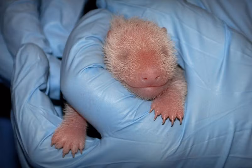 Mei Ziang