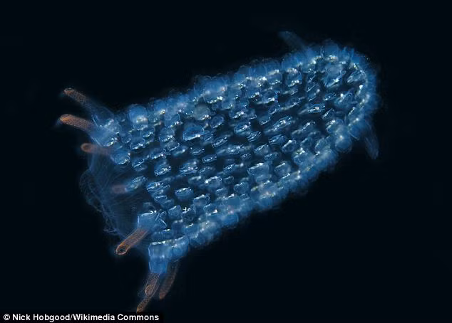 The zooids, pictured, are each connected by tissue and move as one inside the pyrosome