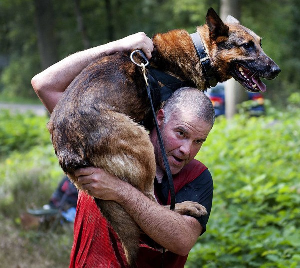A dog and his handler compete in the dog biathlon on the Woensdrecht airbase near Hoogerheide, the Netherlands. Around 120 participants consisting of security dogs or sleuth hounds and their regular handlers took part in the race.