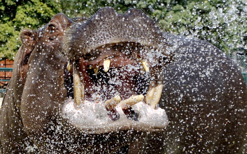 A Skopje City zoo employee, unseen, sprays Buco the hippopotamus with a hose to cool him down, as the temperature exceeds 40 degrees Celsius in Macedonia