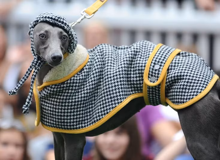 A model dressed to the nines at the Paw Pagent 2013 at Old Spitalfields Market in London