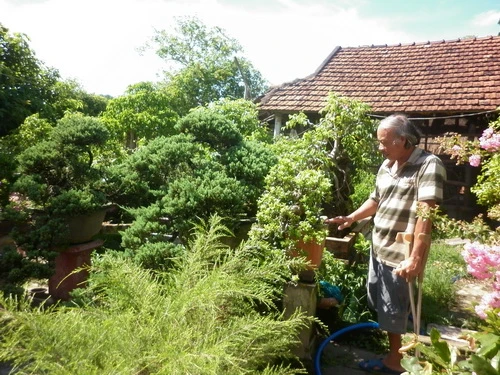 Cựu chiến binh làm giàu từ cây cảnh