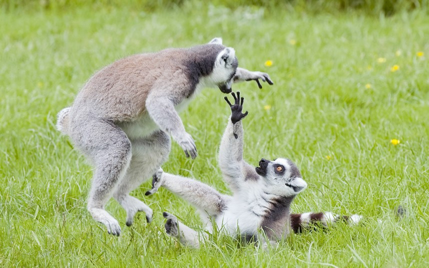 The normally passive Lemurs at Longleat have been captured demonstrating some spectacular kung fu moves to resolve a family disagreement recentlyat the Wiltshire safari park. Keeper Dan Gray said 
