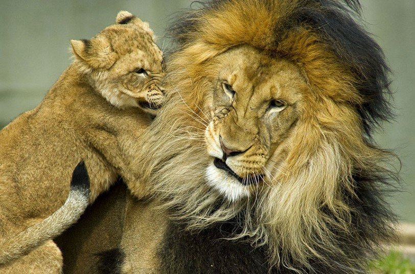 This is the moment an attention seeking cub caused uproar after annoying his dad once too often. The cheeky cub was tugging on his father
