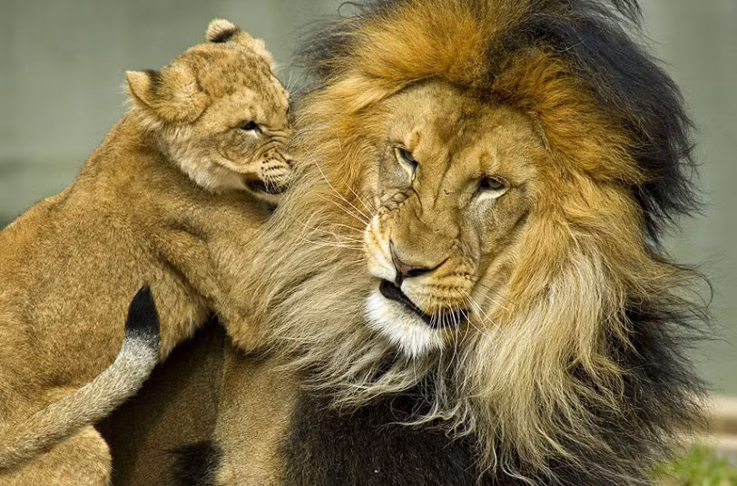 This is the moment an attention seeking cub caused uproar after annoying his dad once too often. The cheeky cub was tugging on his father