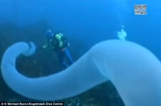 Cận cảnh "Kỳ lân biển"