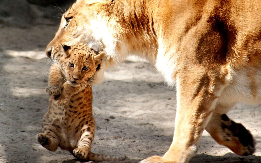 One of the three liger cubs that were born on May 16 at Novosibirsk Zoo, Russia. All of the cubs were born female and are a rare mix between a lion and a tiger; the biggest known cat in the world.