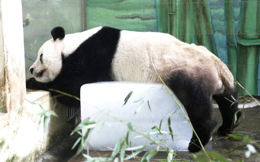 A panda lies on a ice block preventing sunstroke at a zoo during hot weather in Wuhan city, central China
