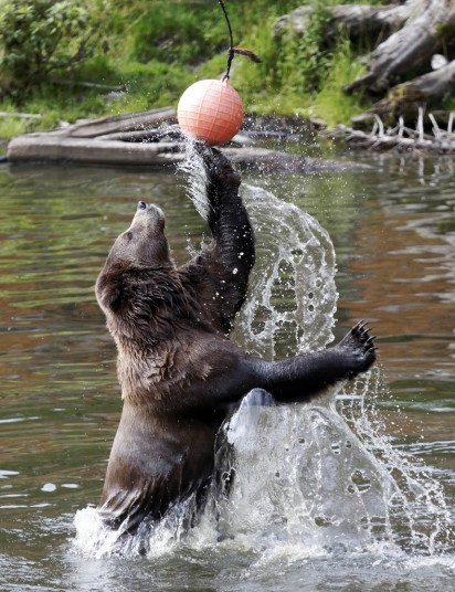 Killisnoo, an orphaned six-year-old Alaskan Coastal Brown Bear, jumps out of the water and bats a ball that dispenses treats at the Fortress of the Bear Center, in Sitka, Alaska. Fortress of the Bear is non-profit education and rescue center with a three-quarter acre habitat for orphaned Brown Bear cubs.
