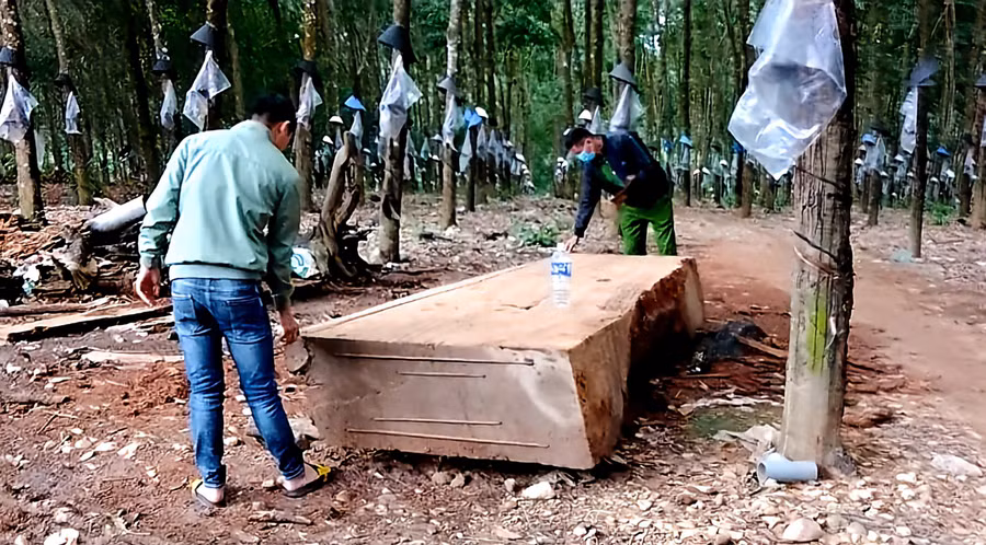 Cơ quan công an lập biên bản, tạm giữ cây gỗ khi ông Nam mang đi cưa xẻ.