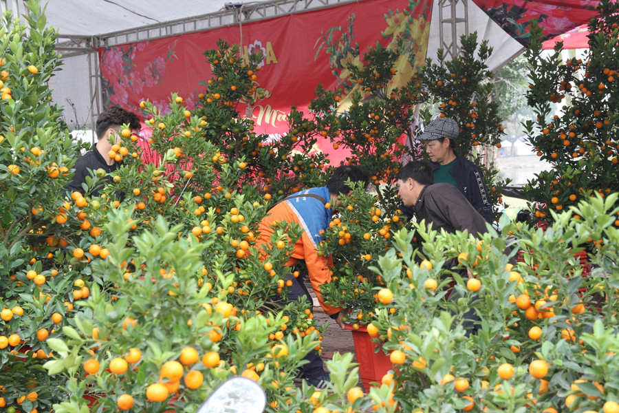 Quất cảnh tăng giá so với mọi năm. Quất cảnh tăng giá so với mọi năm.