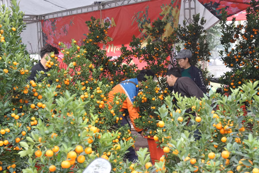 Quất cảnh tăng giá so với mọi năm.