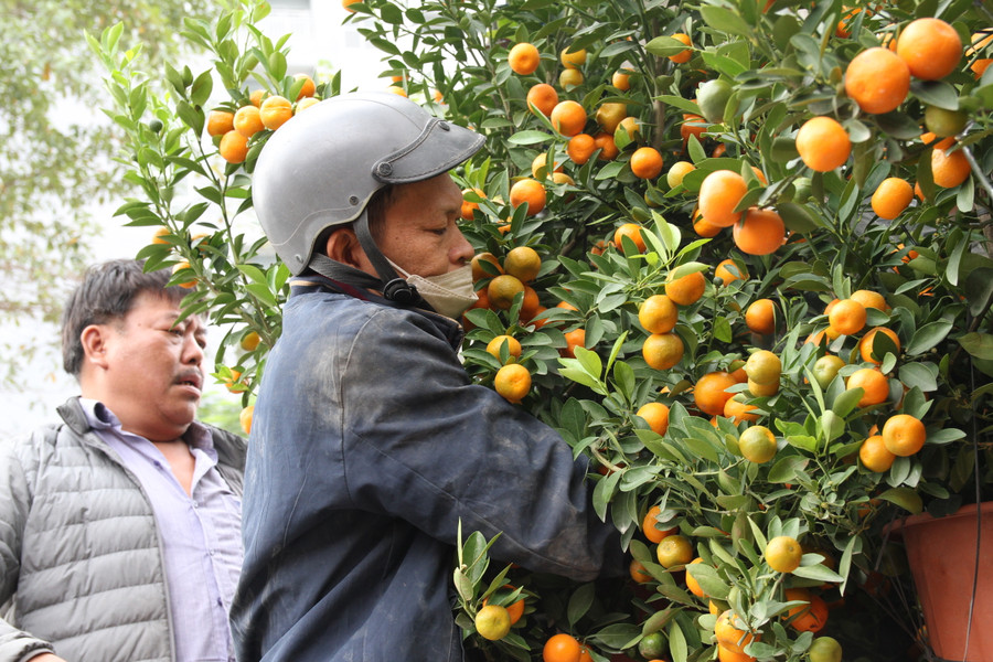 Một nhân công chuyển những cây quất xuống điểm bán. Một nhân công chuyển những cây quất xuống điểm bán.