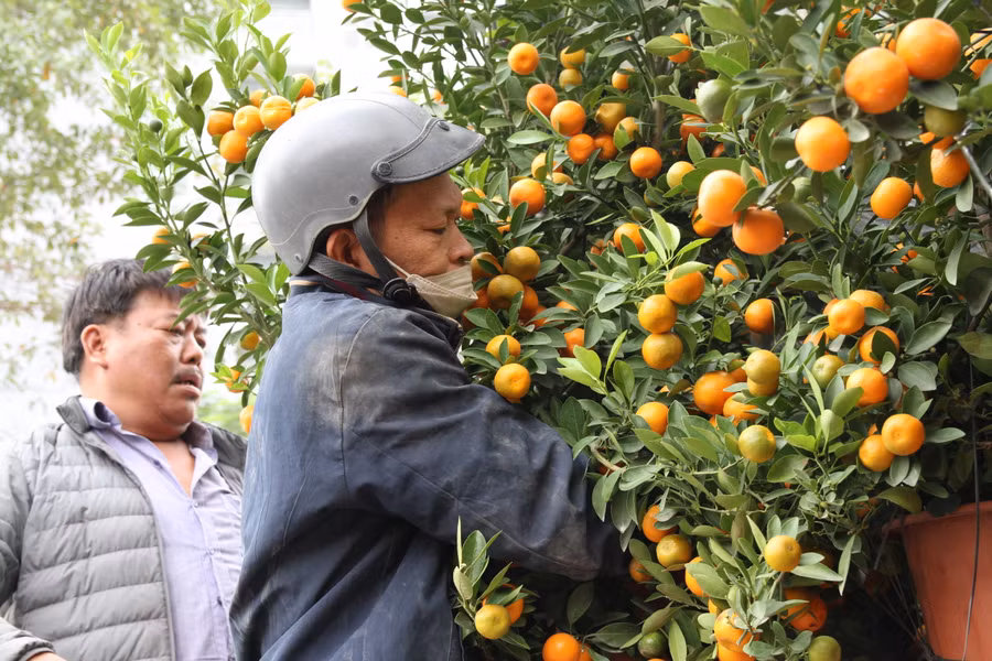 Một nhân công chuyển những cây quất xuống điểm bán.