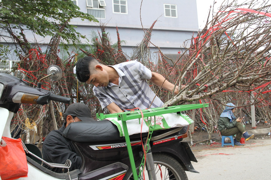 Nhiều người dân đã mua đào chơi Tết Nguyên đán 2023. Nhiều người dân đã mua đào chơi Tết Nguyên đán 2023.