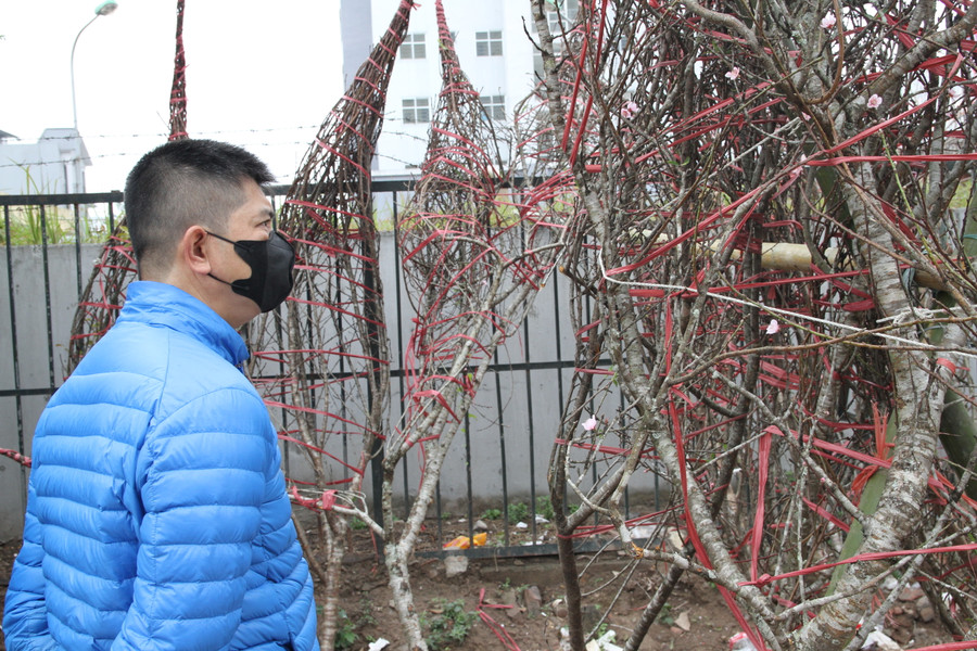 Những cành đào rừng thu hút sự quan tâm của nhiều người dân. Những cành đào rừng thu hút sự quan tâm của nhiều người dân.