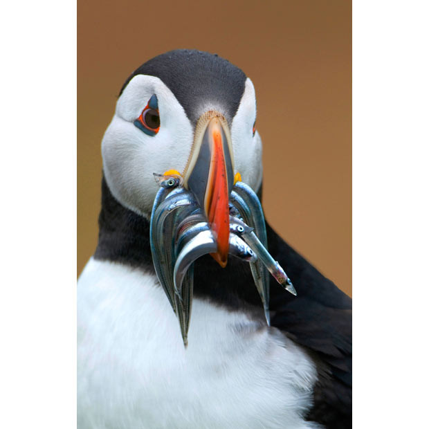 Ảnh đẹp động vật trong tuần ảnh 8 A puffin with a mouth full of fish prepares to feed its chicks on Skomer Island, off the coast of Pembrokeshire in west Wales